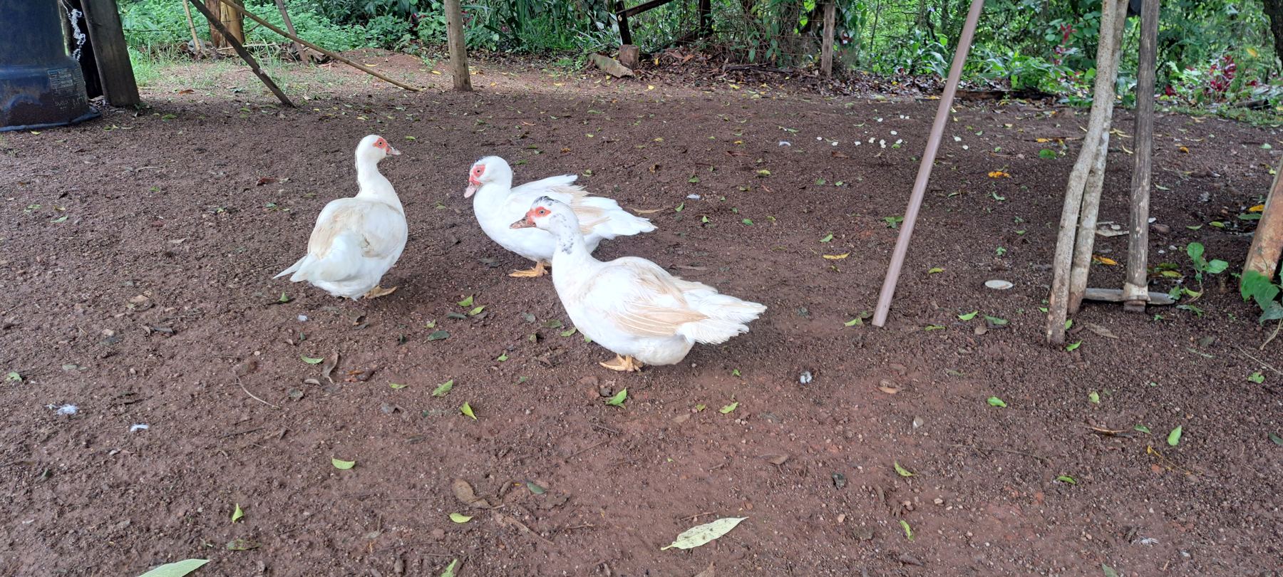 Animais do sítio