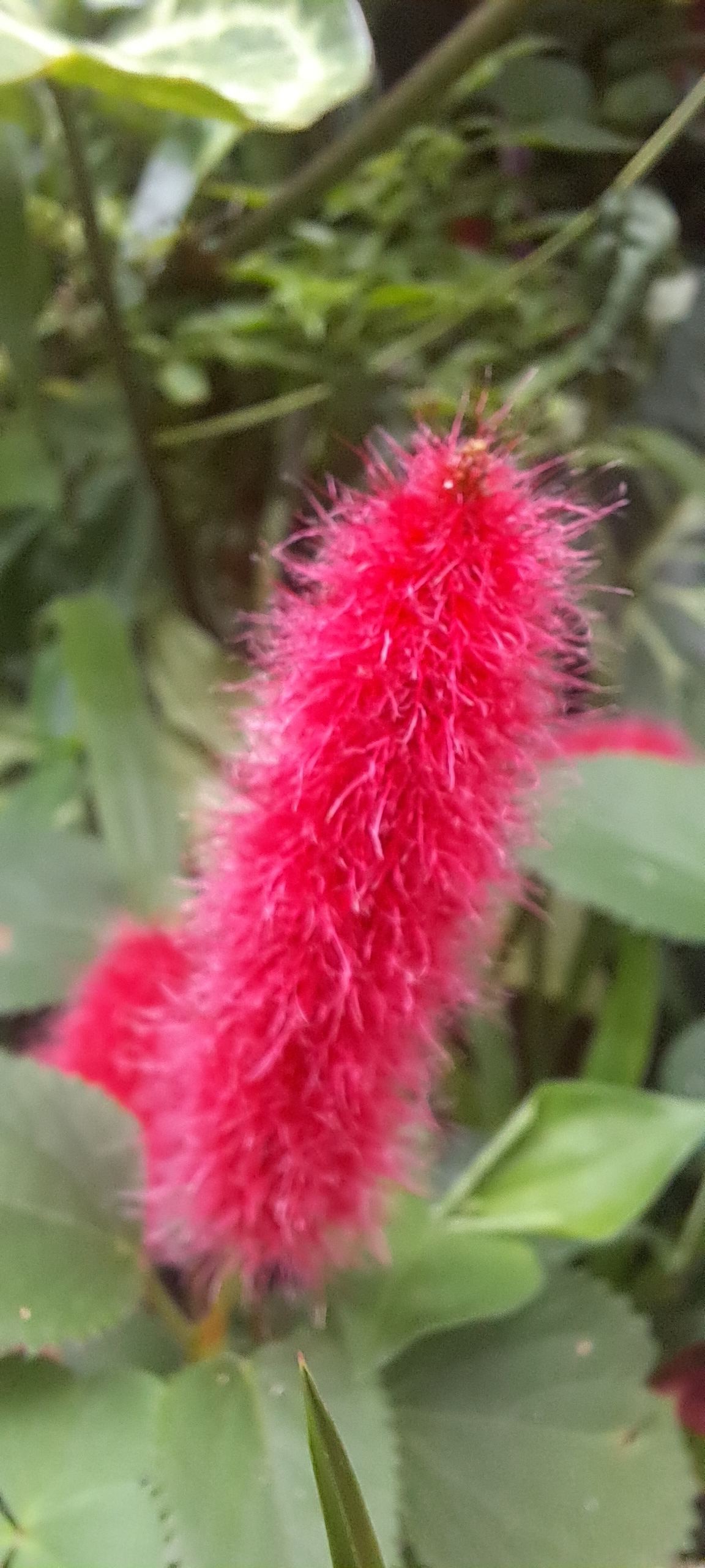 Flor típica da região