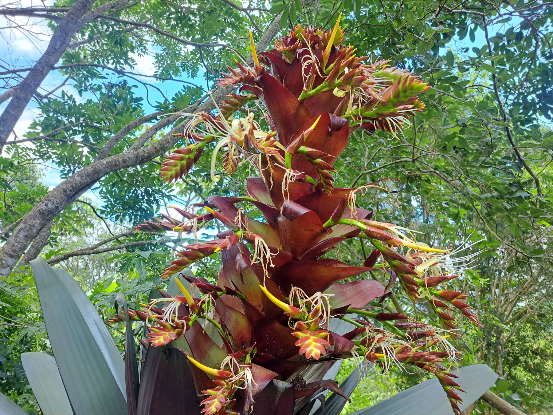 Flora nativa da região