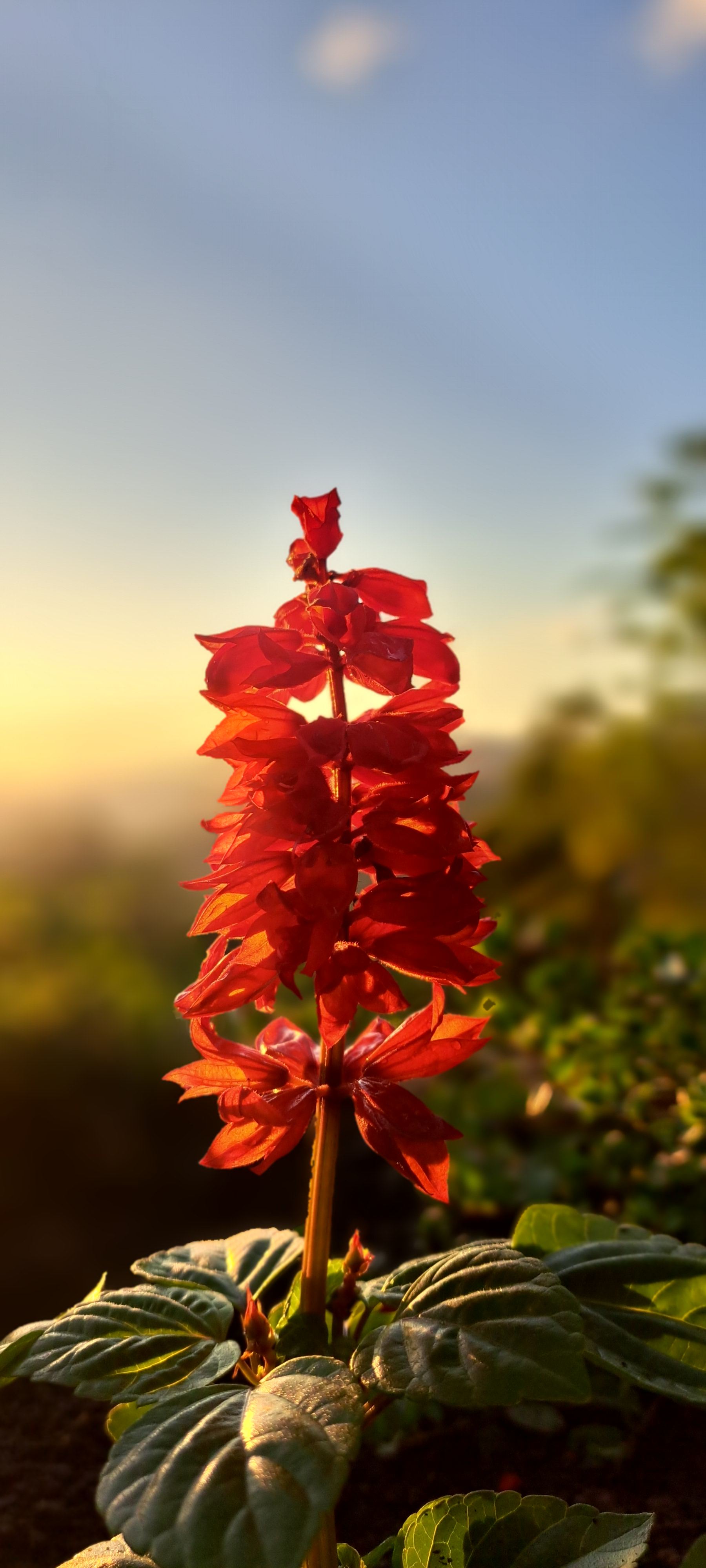 Flora nativa da região