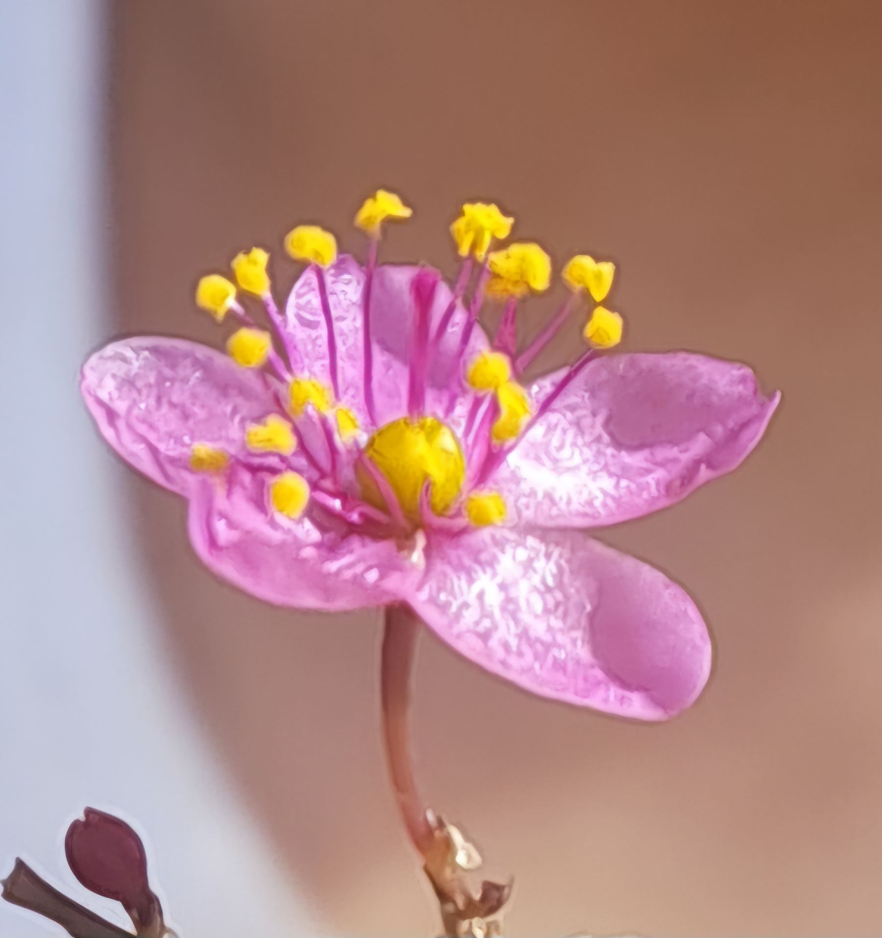 Flora nativa da região